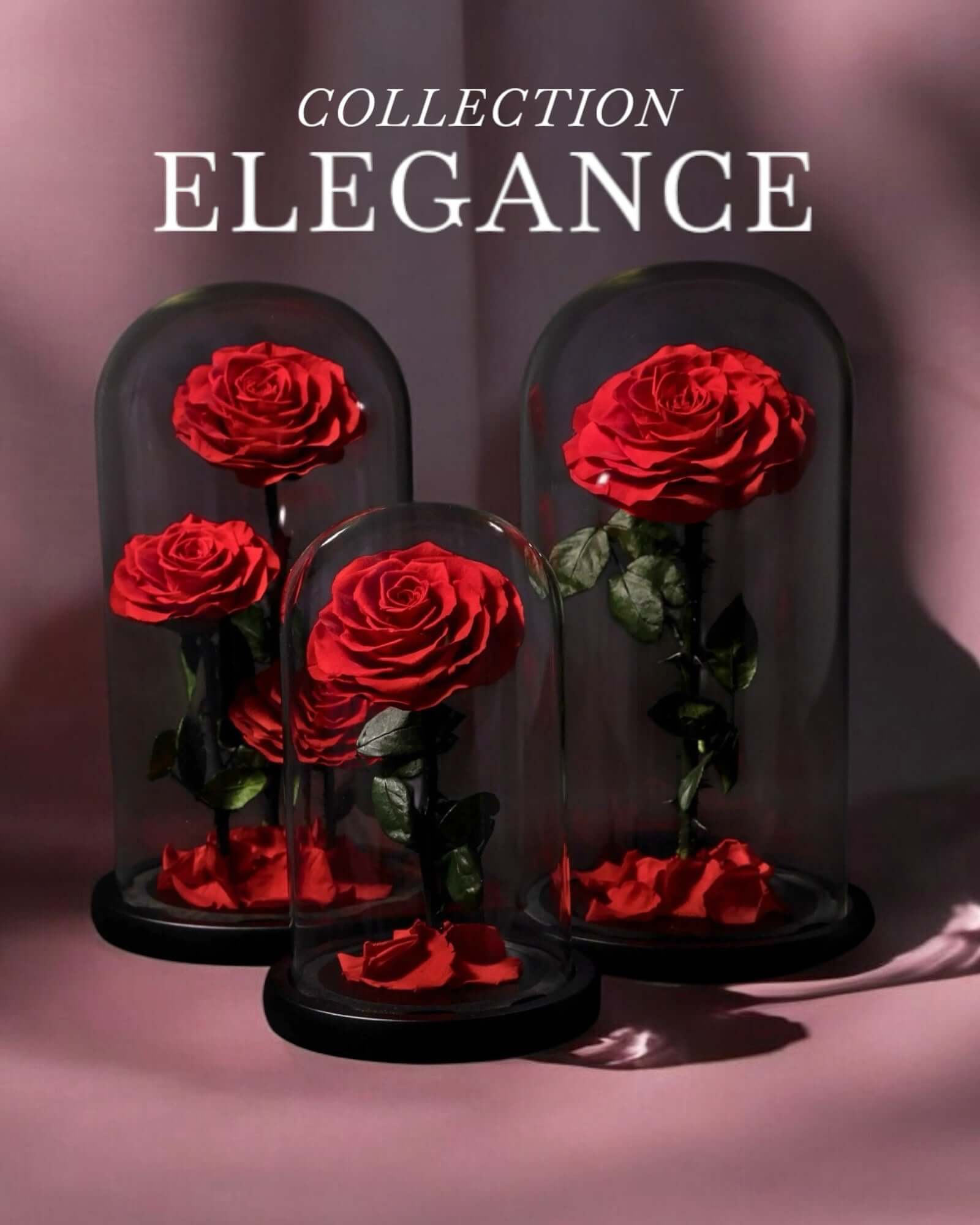 Collection Elegance Enrosed