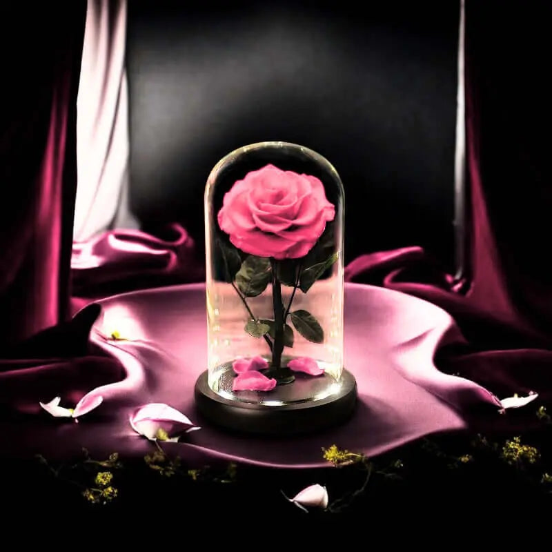 Elegant pink rose in a glass dome with soft lighting, accentuating its beauty on a rich purple fabric.