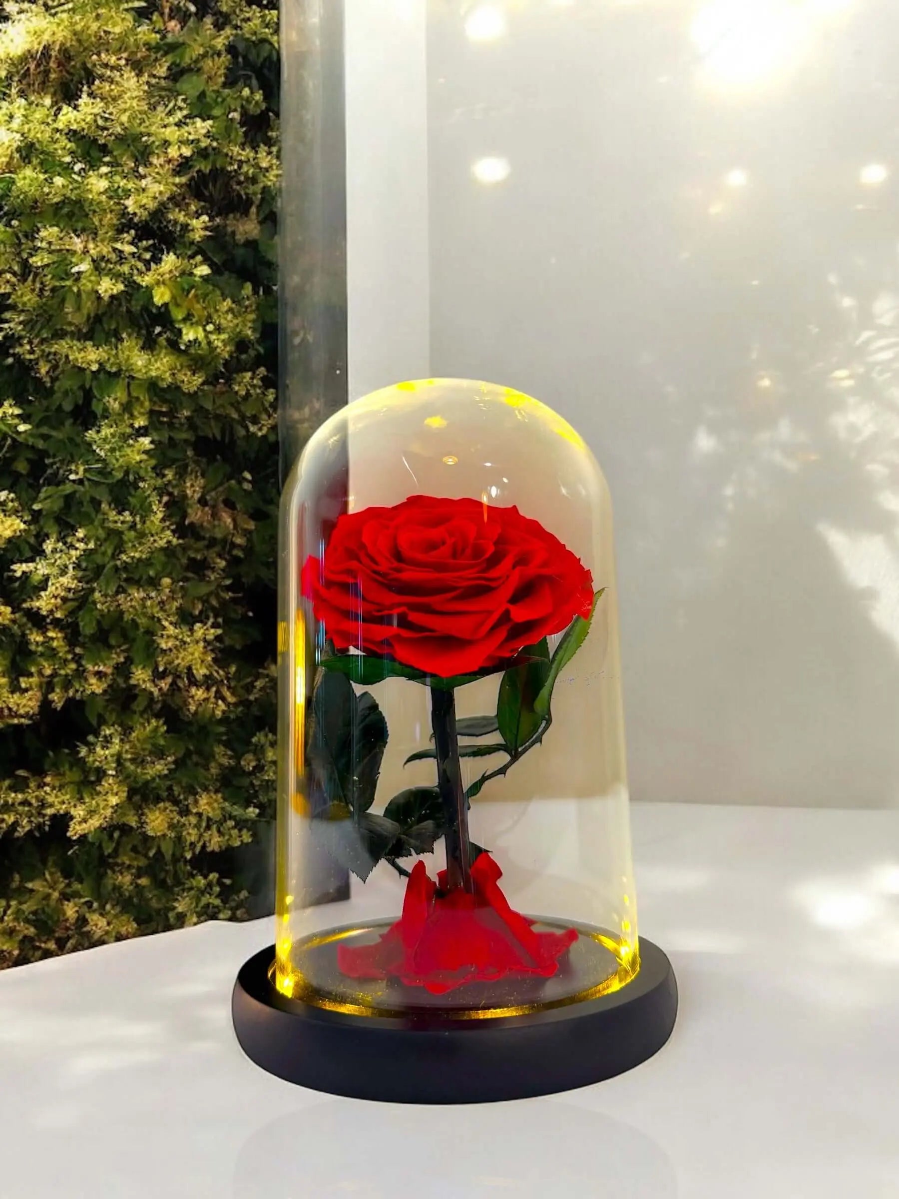 Elegant red rose in a glass dome with LED lighting, perfect for home decor or as a gift.
