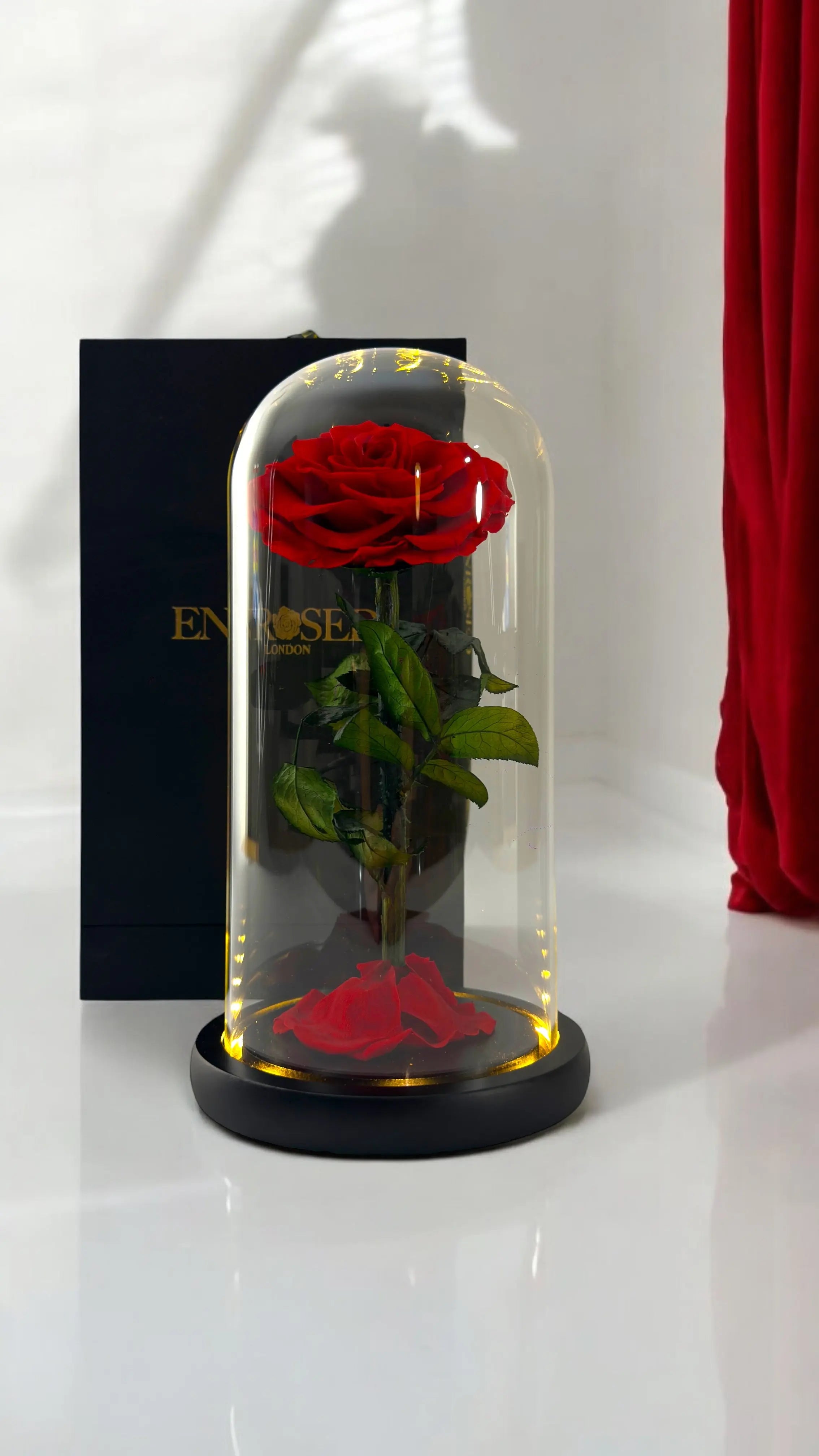 Gepreserveerde Roos in Stolp 25cm - Enrosed