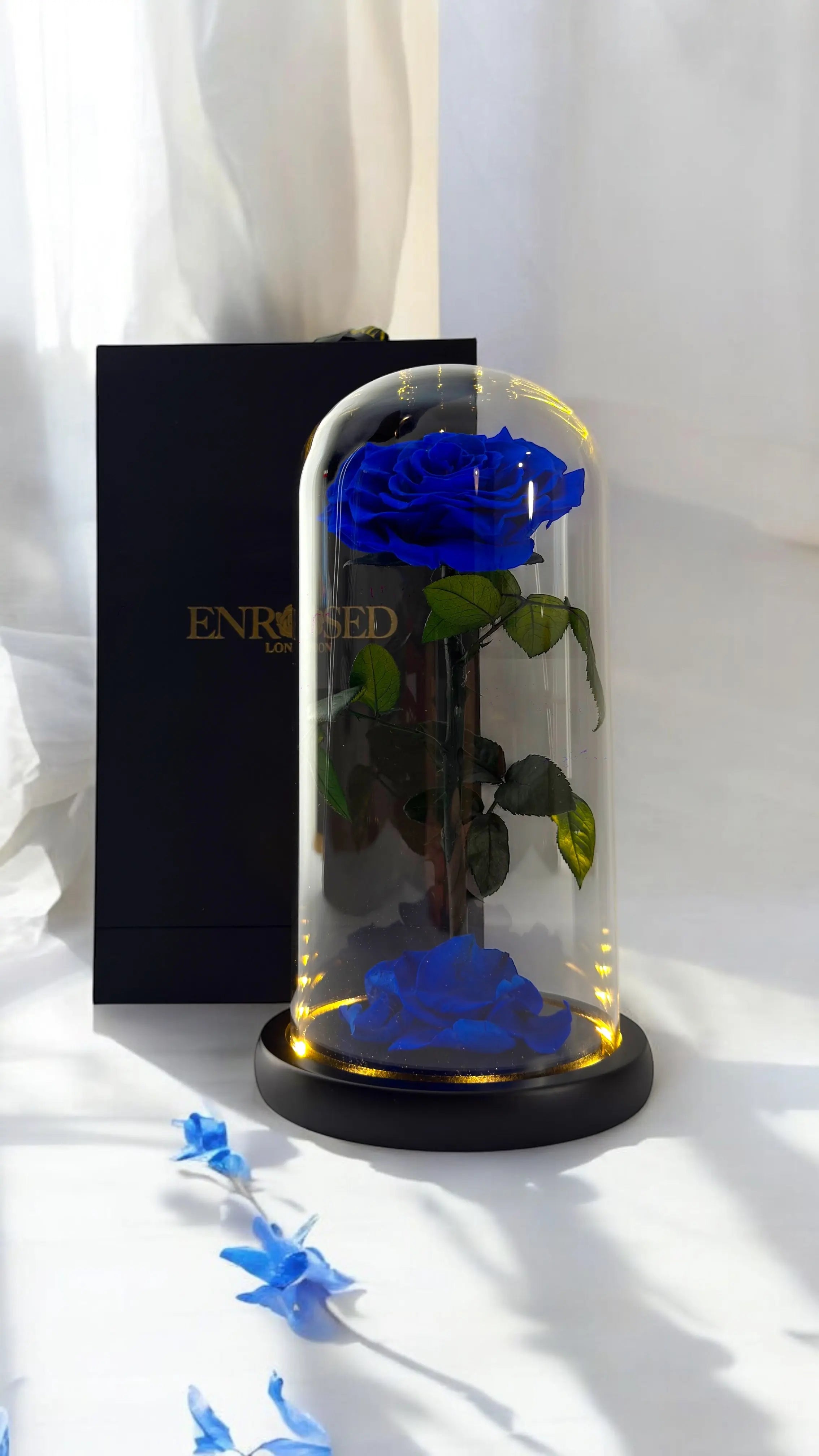 Gepreserveerde Roos in Stolp 25cm - Enrosed