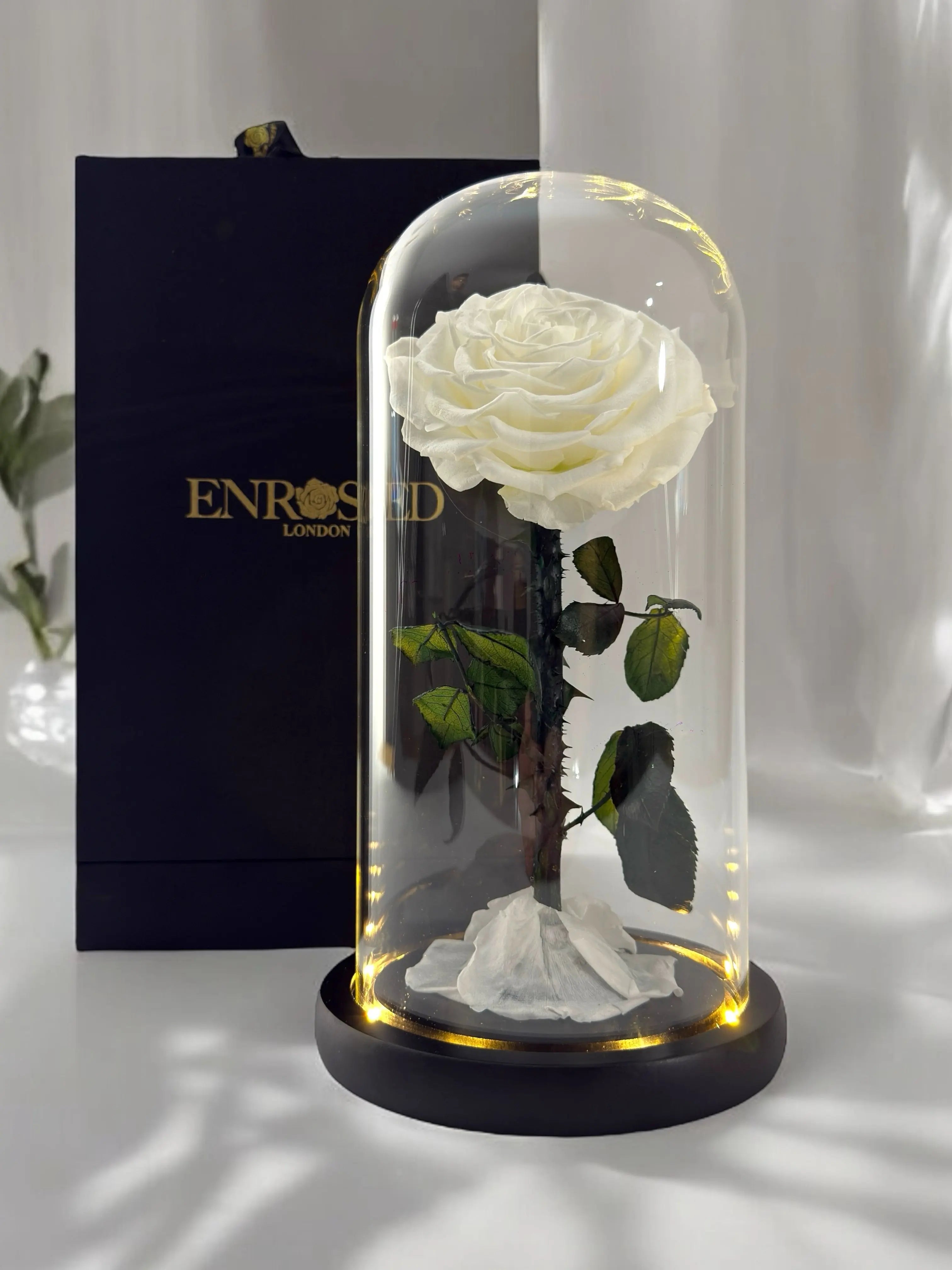 Gepreserveerde Roos in Stolp 25cm - Enrosed