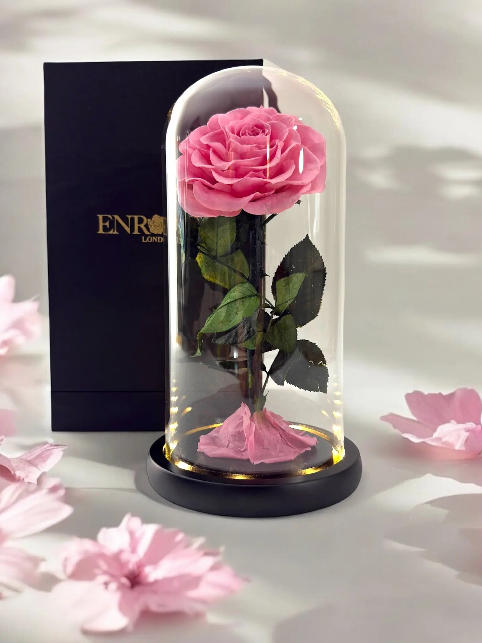 Gepreserveerde Roos in Stolp 25cm - Enrosed
