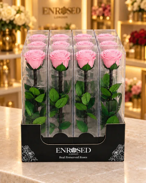 12 rosas preservadas de tallo extralargo en cajas individuales con expositor — 12 rosas preservadas de tallo extralargo en cajas individuales con expositor · Rosa cereza