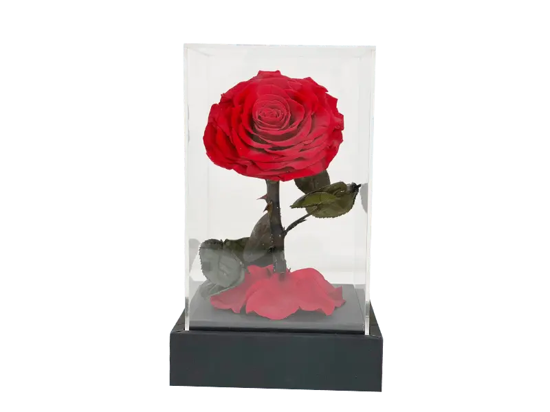 Elegance Flower Cube.