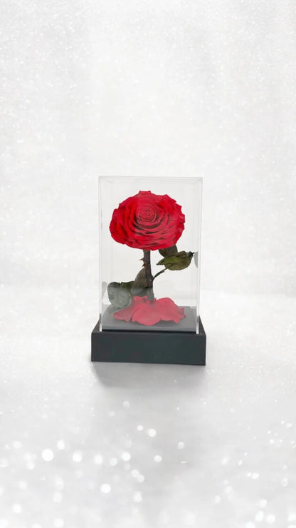 Elegance Flower Cube.